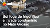 Boi foge de frigorífico, invade condomínio e assusta moradores no Mato Grosso; vídeo flagra invasão