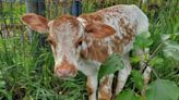 Buffalo County Sheriff's Office seeking help in search for missing calf