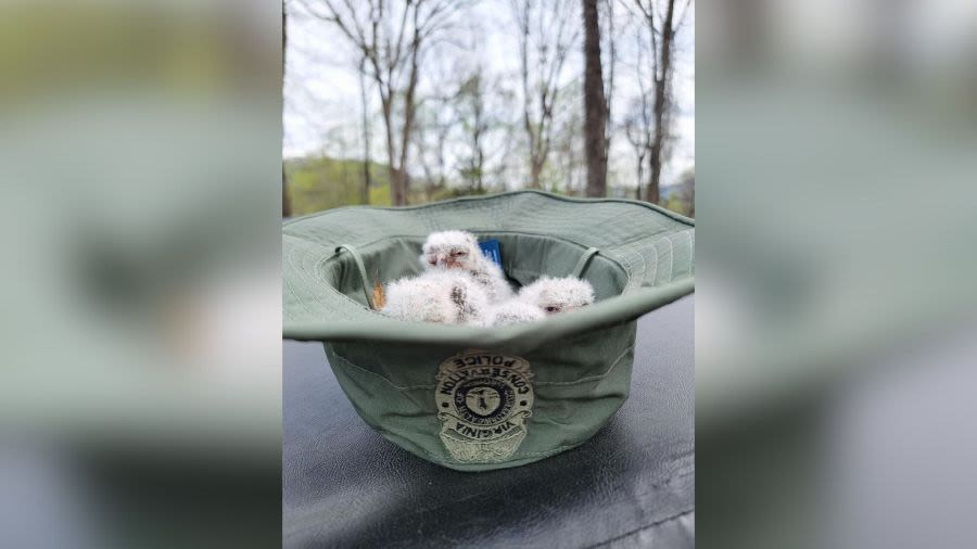 Four owl chicks rehomed in Scott County, Virginia thanks to wildlife officials