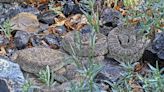 Webcam monitors hundreds of rattlesnakes at a Colorado 'mega den' for citizen science