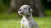 Great Dane Puppies: Cute Pictures and Facts