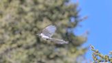 B.C. photographer captures snapshot of rare 'ghost bird' magpie