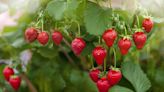 22 Companion Plants to Help Your Strawberry Crop Thrive