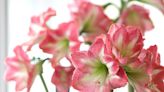 What to Do with Amaryllis Bulbs After They Bloom