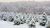 Columbia area Christmas tree farms provide classic tradition for the holidays
