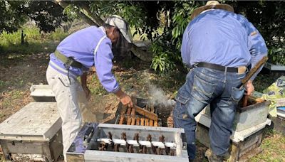 農業天災救助辦法修正 蜂蜜也納入補助範圍 - 生活
