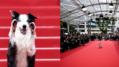 Cannes 2024: Star Dog Messi From 'Anatomy of a Fall' Walks The Red Carpet At Opening Ceremony
