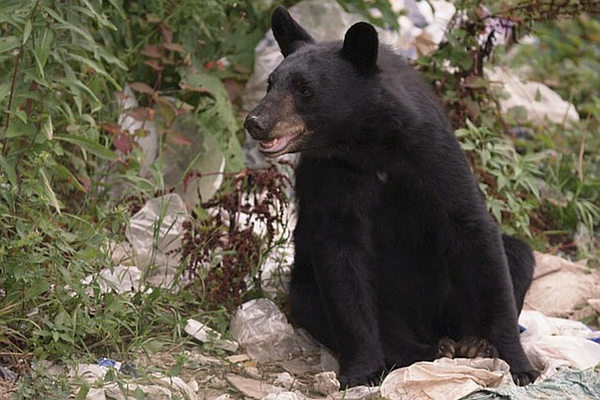 Summertime tips as black bears become more active in Tennessee | Chattanooga Times Free Press