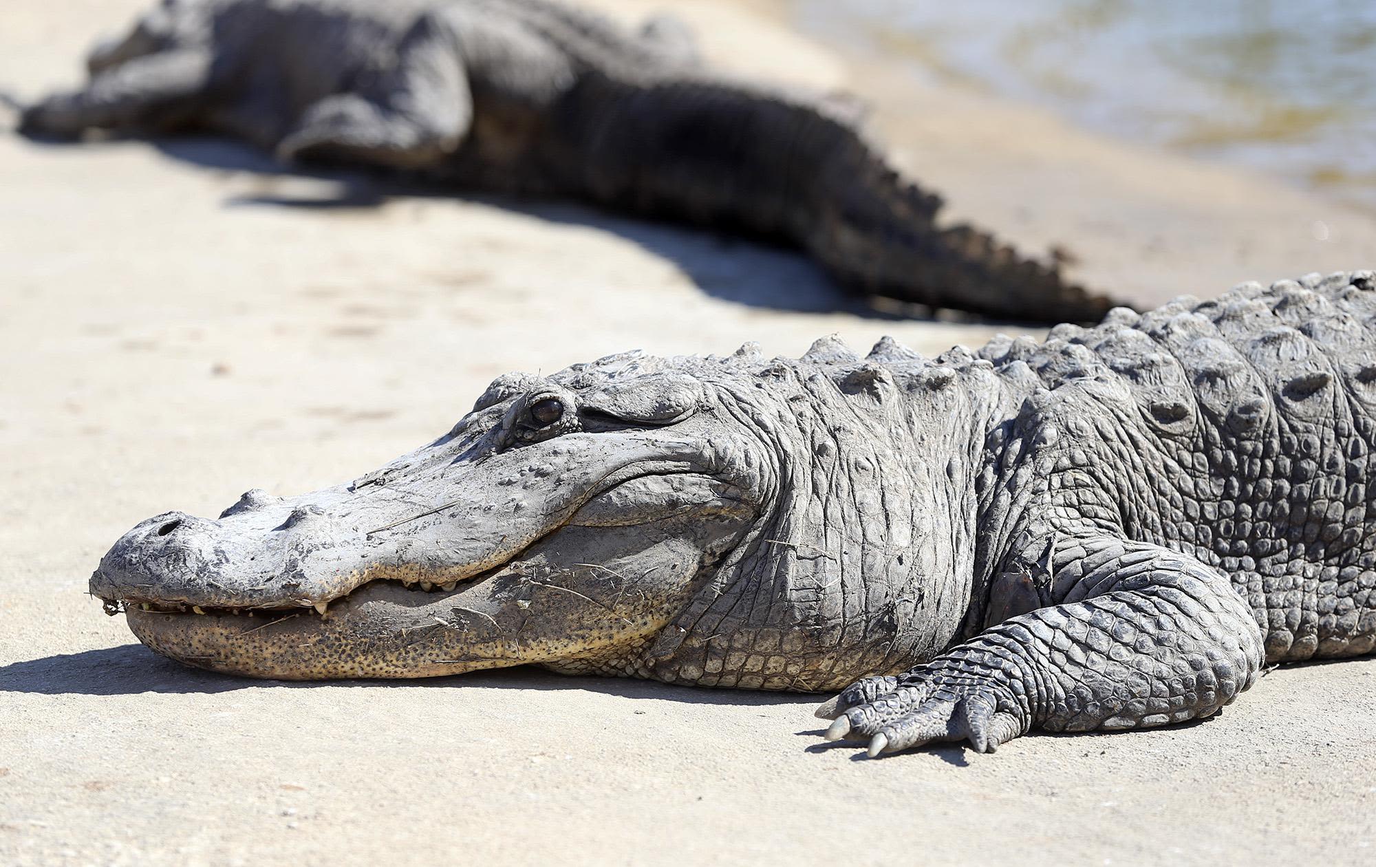 Alligator spotted in Rio Grande has officials urging caution