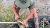 Field worker bit in the leg by an alligator