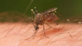 Tres métodos clásicos para repeler mosquitos, que realmente nunca han funcionado