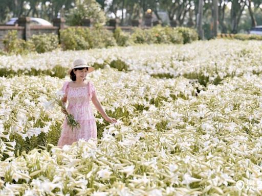 4000株鐵炮百合花海綻放！白千層純白大景花期順遊一次看