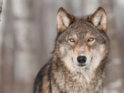 'Wolf' seen in Forest of Dean chasing herd of deer into bracken