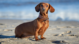 Dachshund Swims Like a Fish Thanks to His ‘Tail Propeller'