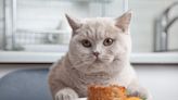 Veterinarian Lists 4 Foods He Would Never Feed His Cat