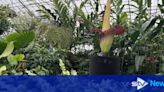 New Reekie: Visitors gather at Botanic Garden for sniff of smelly 'corpse flower'