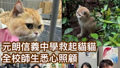 元朗信義中學救起貓貓 全校師生悉心照顧 - 香港動物報 Hong Kong Animal Post