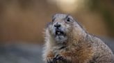 Video of Little Beaver Getting a Grooming Session From Mom Has People Captivated