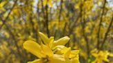 Over the Garden Fence: Forsythia can flood spring gardens with color