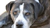 18-Year-Old Hospice Dog's Sweet Way of Asking for Cookies Tugs at the Heartstrings