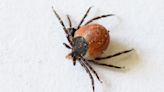 Everything you need to know about ticks – and how to stop them ruining your holiday