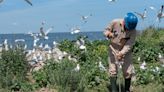 Toxic hot spot in Michigan harms birds. Researchers hope response will pay off