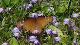 Visitor finds butterfly never-before-seen in Great Smokey Mountains National Park