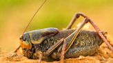 Mormon cricket 'sludge' causes crashes in Nevada