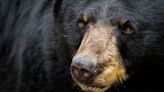 Starving Bear Euthanized After Eating Human Trash Blocked His Intestines
