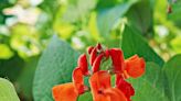 How to Plant and Grow Scarlet Runner Bean for Its Gorgeous Edible Flowers