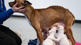 Some seized fighting dogs may lose legs, vets fear