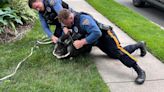NJ police officers chase down loose pig and bring him home