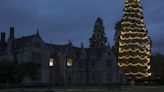 The tallest Christmas tree in the UK will go up this November