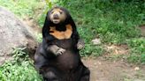 Chinese Zoo Denies Claims that Its Bears Are Humans In Disguise