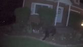 Black bear spotted in Allison Park