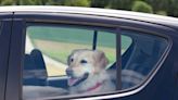 Sí, en California es ilegal dejar a un perro en un auto caliente