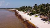 On Mexico's Caribbean coast, mountains of seaweed grow