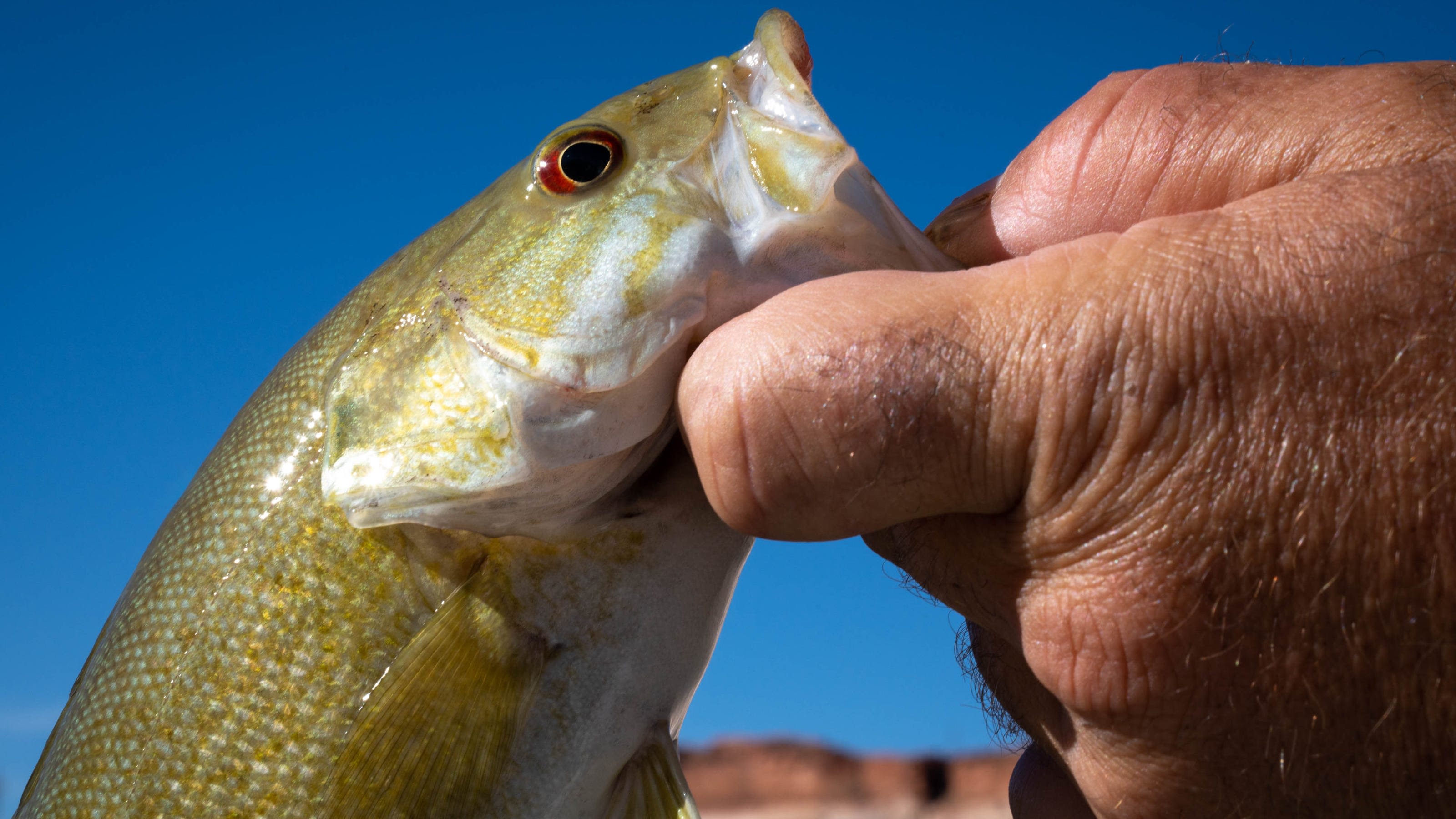 Feds will jolt invasive bass with cold water in a bid to help native Grand Canyon fish