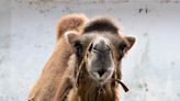 北市動物園雙峰駱駝「煙雨」命危 園方：腎臟嚴重受損 - 生活