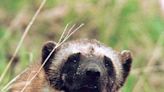 Montana habitat key in plans to protect wolverine, now listed as threatened