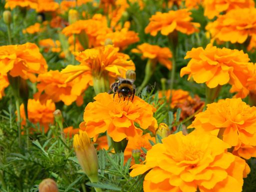 Do Marigolds Keep Pests Out Of Your Garden? We Asked an Expert