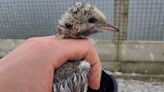 Bumper breeding year for terns at Montrose Basin Wildlife Reserve as seabirds attempt to recover from killer avian flu