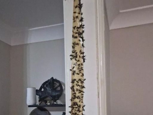 Swarms of flies making people's lives hell in Welsh village