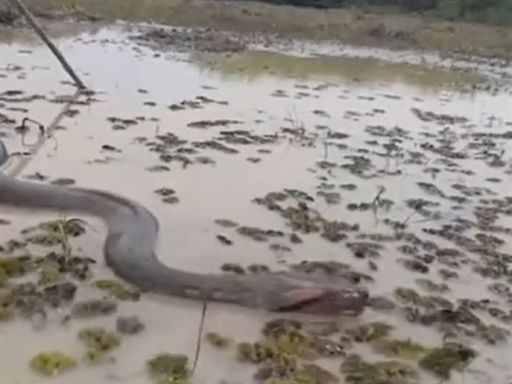 Video: Una tremenda anaconda causa pánico entre los lugareños de Perú