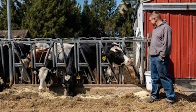 El virus de la gripe aviar llega a la leche del ‘súper’: “Nos está diciendo que cada vez está más cerca”