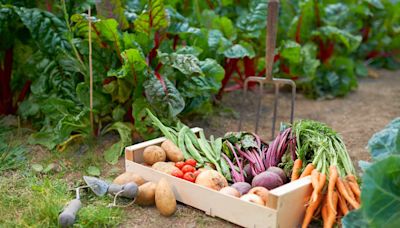 8 Fall Vegetables to Plant Now for a Bountiful Harvest