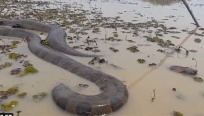 Anaconda gigante es captada en la frontera colombo ecuatoriana