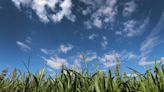 Get lost in El Paso-area corn mazes