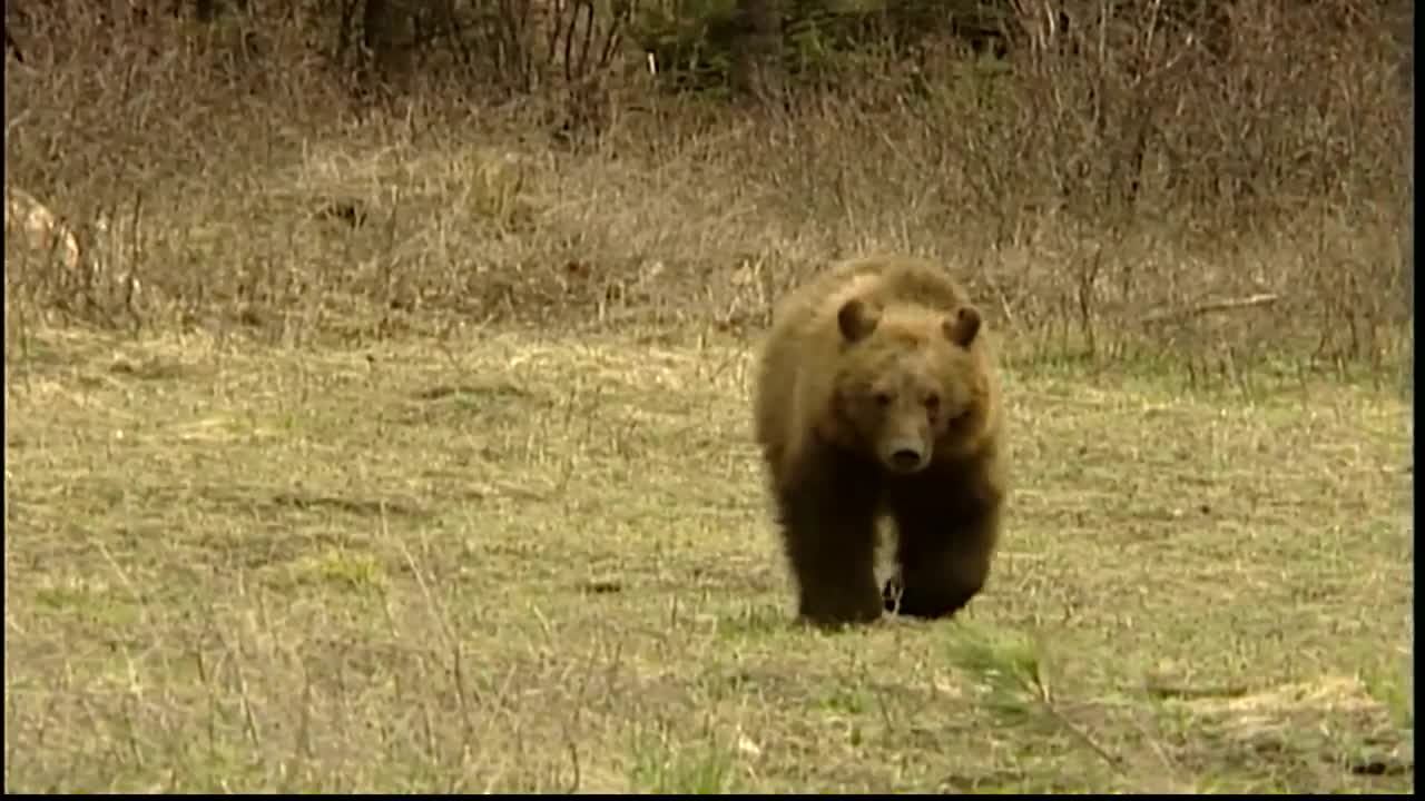 Helena-Lewis and Clark National Forest reports grizzly bear encounter east of Clancy