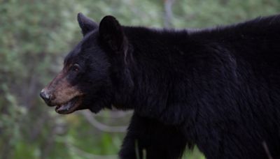 Black bear euthanized after killing small dog in Canmore